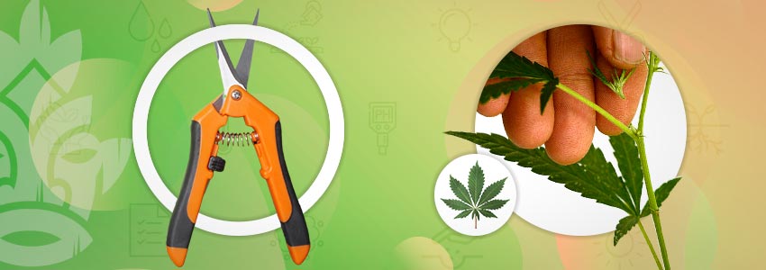 Techniques De Taille Et De Palissage Du Cannabis